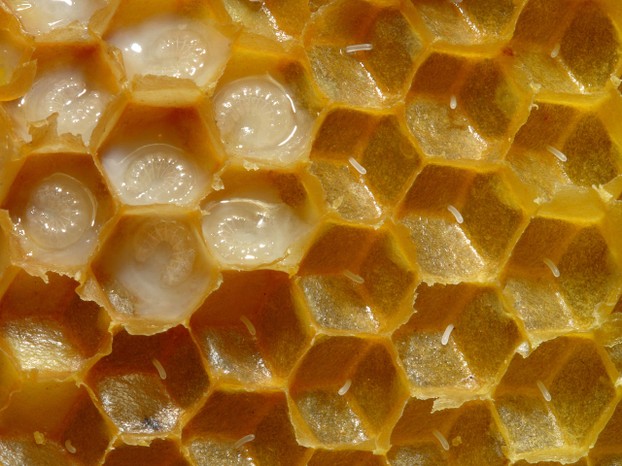 Western honey bee (Apis mellifera) honeycomb's eggs and larvae, with cell walls removed and larvae (drones) about 3 or 4 days old