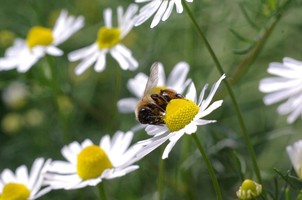 honeybee on German chamomile (Matricaria chamomilla) flower