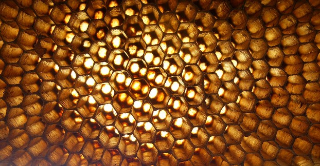 abandoned Apis florea honeycomb, Thailand
