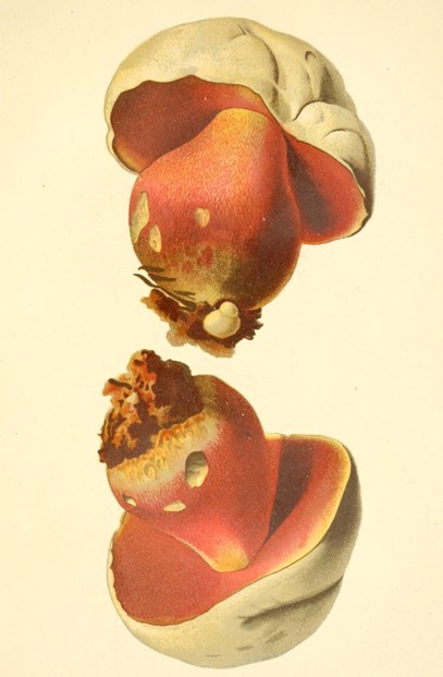 L. (Léon) Dufour, Atlas des champignons comestibles et vénéneux (1891), Planche 57