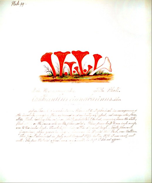 Mary Banning, "Fungi of Maryland" (unpublished manuscript, ca. 1878)