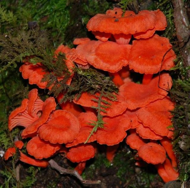 Mushroom Observer image 97944