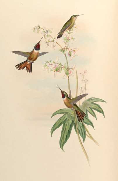 John Gould, A monograph of the Trochilidae, or family of humming-birds, vol. III (1861), Plate 156