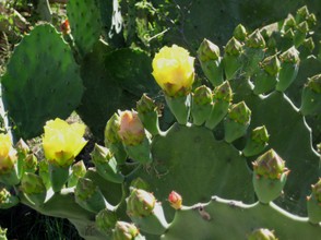 Prickly Pear Cactus With Blooms