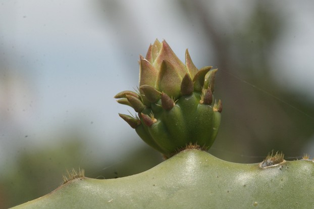 Prickly pear flower bud close up