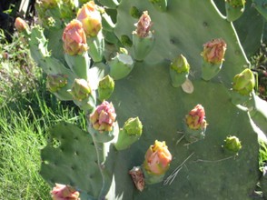 Prickly pear cactus with flower buds