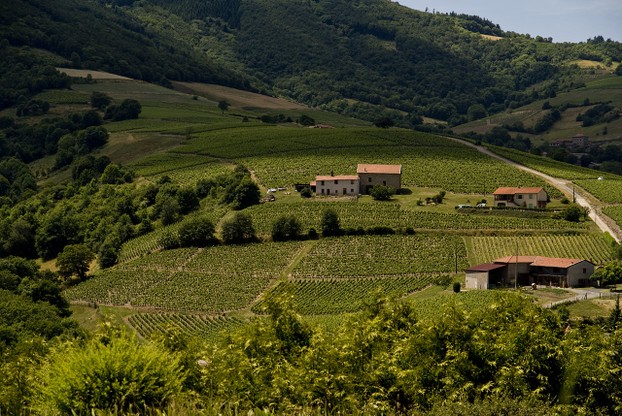 Beaujolais wine region, south of Burgundy, east central France