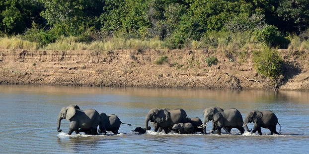 African Savanna biome: Luangwa River, South Luangwa National Park, eastern Zambia