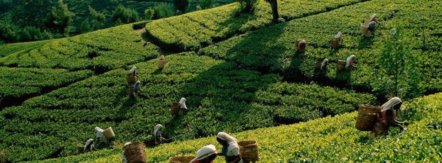 Women Working in Tea Plantations