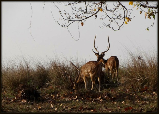 Spotted Deer in Forests of Madhya Pradesh.