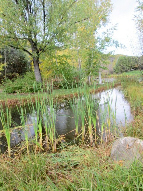 Cattails by Stream at Yampa River Botanic Park