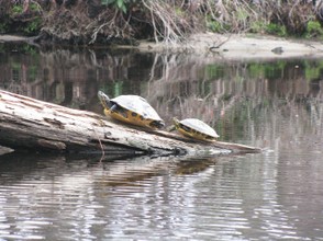 Turtles soaking up the warm sun in the Okefenokee Swamp.