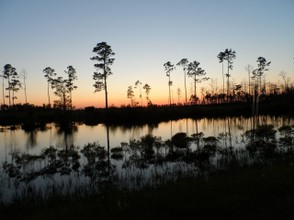 Last of the evening light in the Okefenokee Swamp.