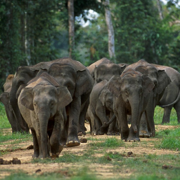 PLoS Biology Issue Image / Vol. 1(1) October 2003, cover: "Borneo elephants, a genetically distinct taxon native to Borneo."