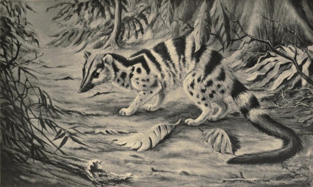 Field Museum of Natural History, Publication 312, Zoological Seriesm, Vol. XVIII, No. 10 (Aug. 19, 1932), Plate XI, opp. p. 220