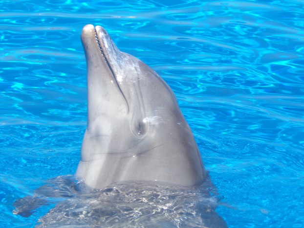 Dolphin at Marineland