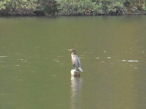 Anhinga sitting out in the lake.