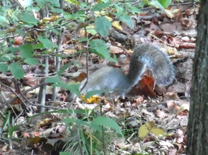 Gray Squirrel digging for a goody