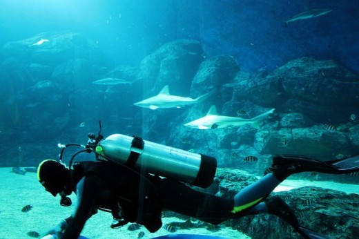 Diver in an aquarium with sharks and fish