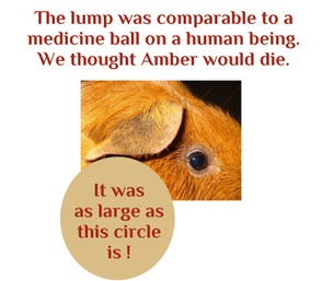 Poor Amber Lynn - the lump was HUGE!
