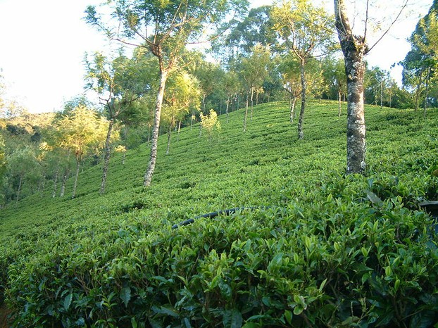 Tea Gardens in Ooty, India