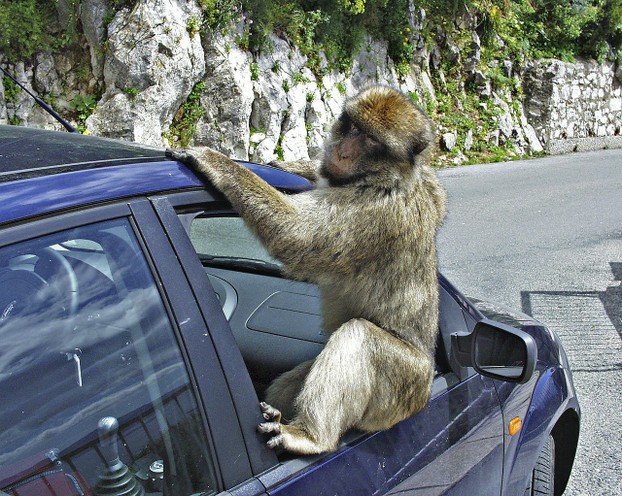 Gibraltar with its Mischievous Macaques