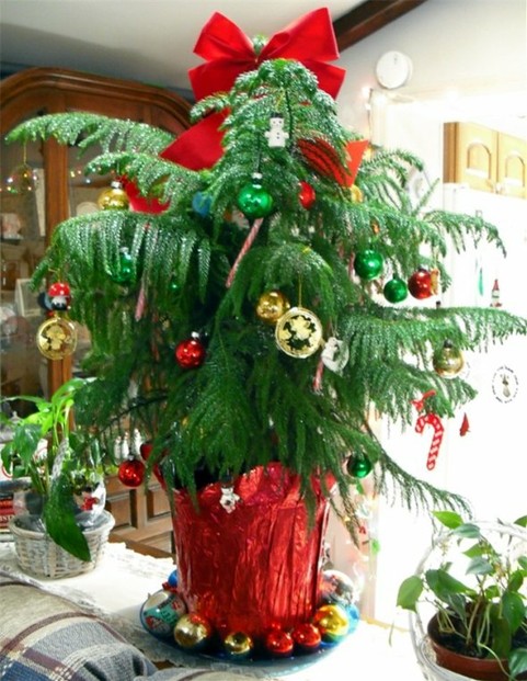 Our First Norfolk Island Pine Decorated for Christmas