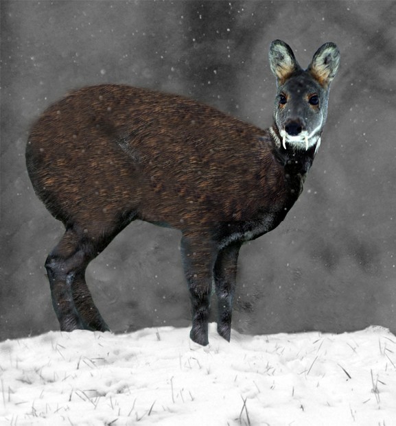 Siberian Musk Deer favors taiga in Northeast Asia, especially in southern Siberia.