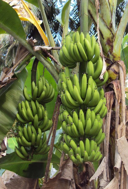 Green Plantains In Banana Plant