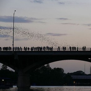 Bats emerging from the Congress Ave bridge in Austin, Texas