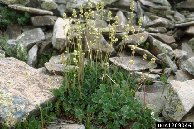 little-flower alumroot, also known as cave alumroot; "plants in typical rocky habitat"