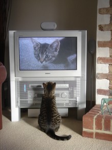 cat watches self as a kitty