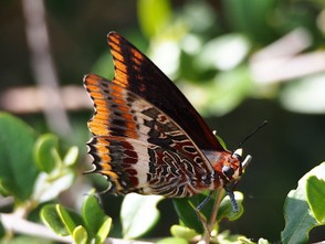 A Butterfly in Greece