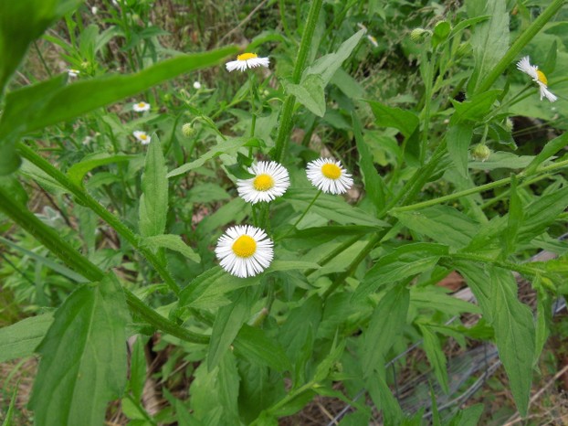 This native flower, fleabane, Erigeron annuus, came up in a vacant lot in my neighborhood.