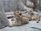 Three Baby Royal Lions