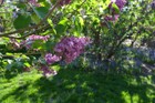 Stroll through the lilacs and breathe deeply of their beautiful fragrance.