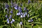 Time it just right and you can enjoy the over 40,000 Spanish bluebells in bloom under a woodland canopy.