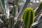 The desert flora pavillion features many unusual and striking cactus plants...don't get too close!