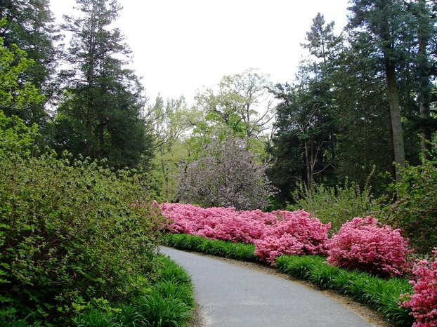 A Pathway at Winterthur lined by their famous azaleas.
