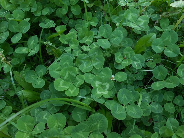 Find the Four Leaf Clovers