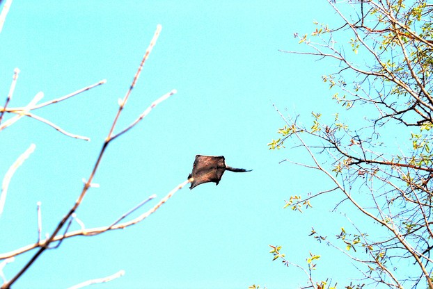 A Southern flying squirrel (Glaucomys volans) is gliding.