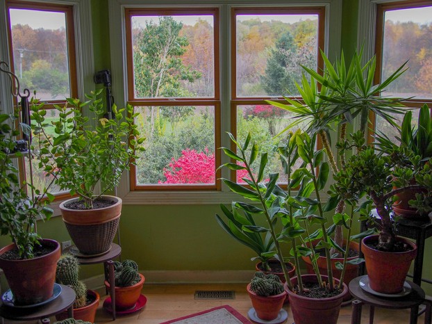 USDA Zone 5; houseplants moved from greenhouse to home in Clinton, Michigan