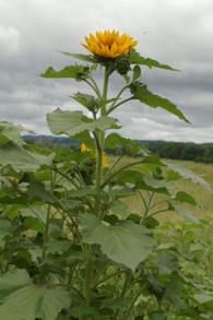 Single Giant Sunflower