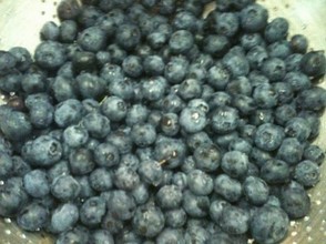 With my gelato machine I can turn these fresh New Jersey blueberries...
