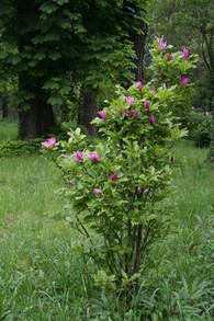 1. Magnolia-like shrub
