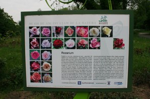 6. Rosarium flowers