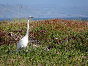 Egret in Bodega Bay