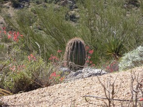 Cacti on Pinnacle Peak Trail, Scottsdale, AZ
