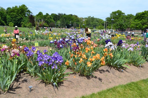 The Gardens today see 10,000 visitors annually, there to learn about and enjoy the beauty of the iris collection.