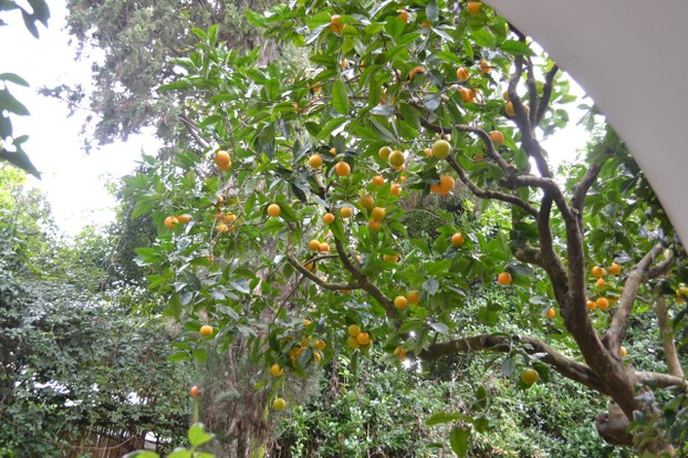 Citrus trees laden with fruit in the gardens of Villa San Michele.